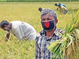 কাঁচা ধান কেটে দিশেহারা হাওরের হাজারো কৃষক