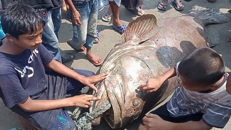 জেলের জালে দেড় শ কেজির বোল মাছ, ১ লাখ ২০ হাজার টাকায় বিক্রি