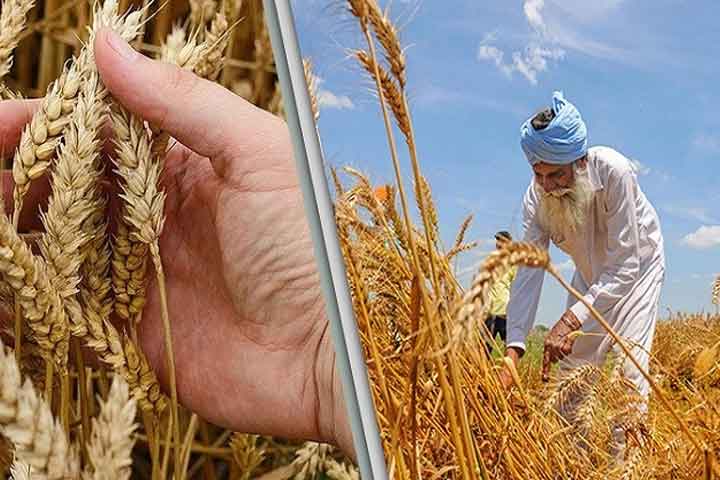 ভারতে রপ্তানি বন্ধের ঘোষণা, ইউরোপে গমের রেকর্ড দাম