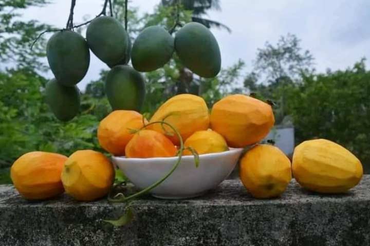 নাক ফজলি আমের নামকরণের ইতিকথা