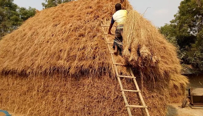 ফেনীতে খড়ের গাদায় চাপা পড়ে ২ শিশুসহ মায়ের মৃত্যু