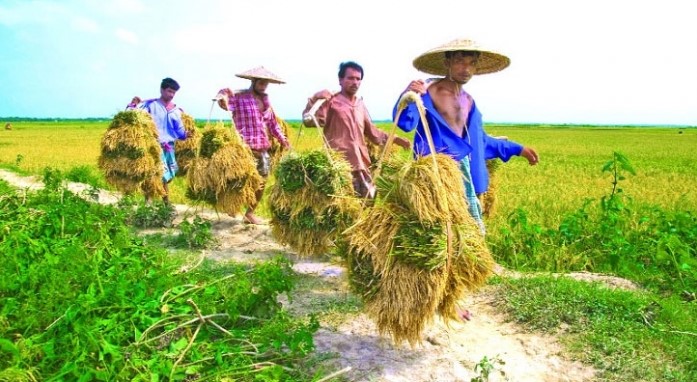 ধান উৎপাদনে নতুন রেকর্ড