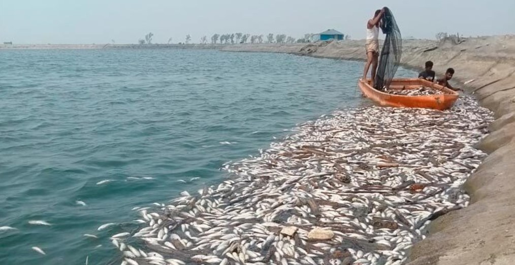 তীব্র দাবদাহে মরছে মাছ, দিশেহারা চাষিরা