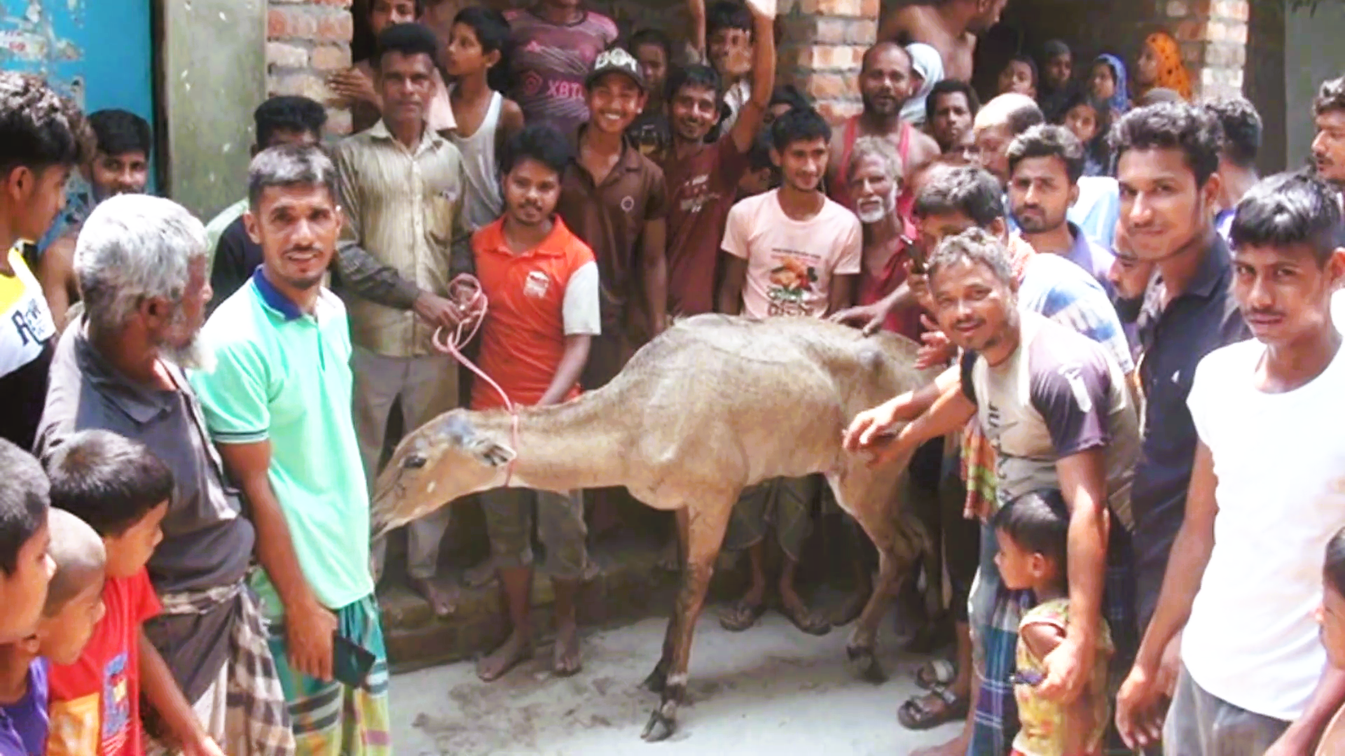 পঞ্চগড়ে ধরা পড়লো ভারতের নীলগাই