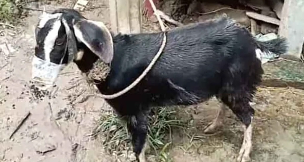 মুখে স্কচটেপ লাগিয়ে ছাগল চুরির চেষ্টা, অতঃপর...