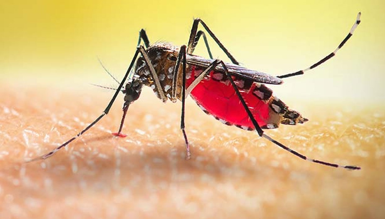 ডেঙ্গুতে আরও ২ জনের মৃত্যু