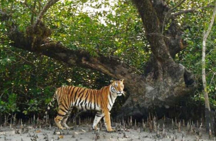 জলবায়ু পরিবর্তন ও খাদ্য সংকটে হুমকিতে সুন্দরবনের বাঘ