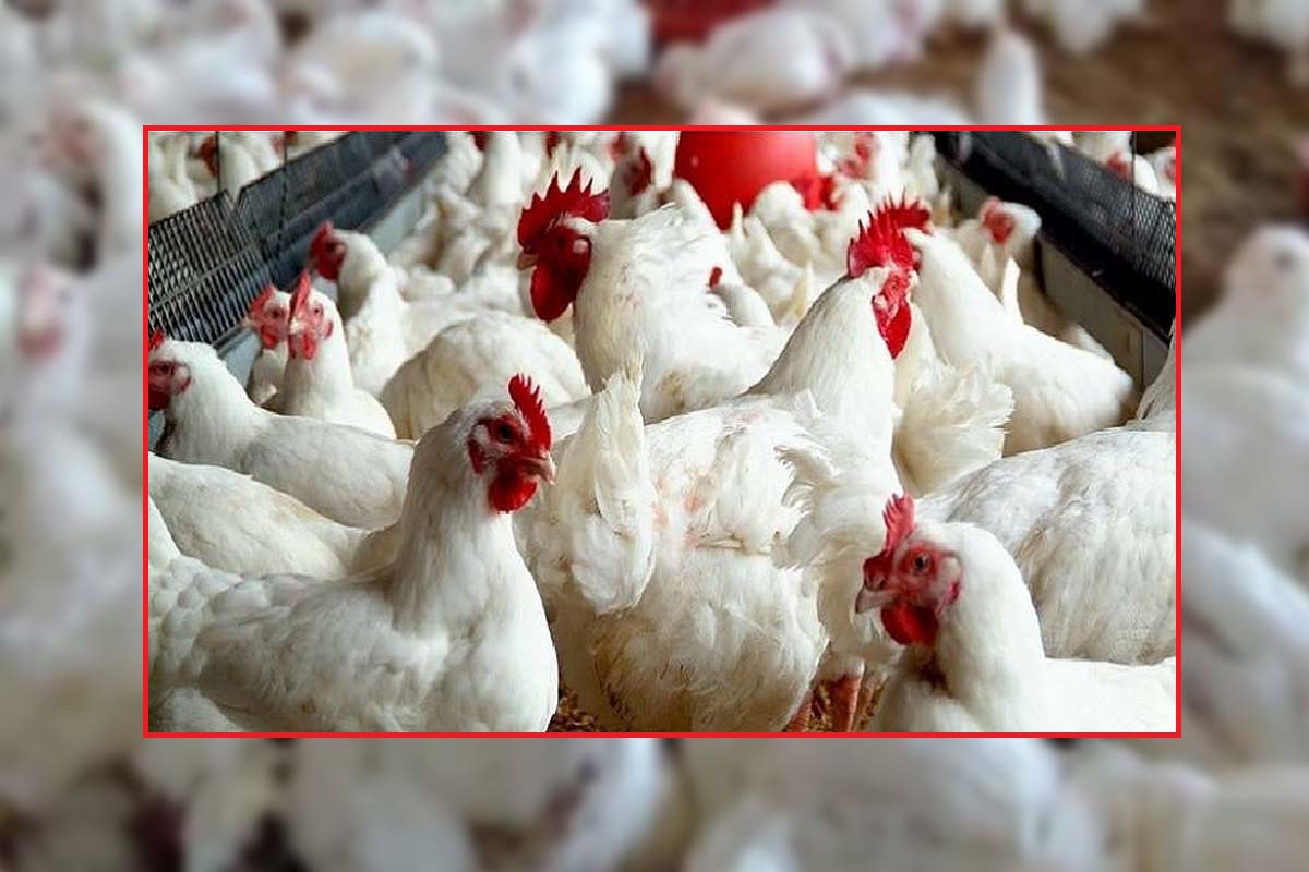 সপ্তাহের ব্যবধানে কেজিতে ২০ টাকা বেড়েছে ব্রয়লার মুরগির দাম