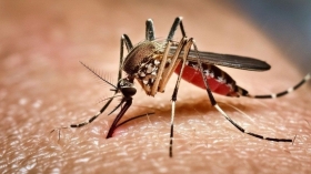 ডেঙ্গুতে ২ জনের মৃত্যু, হাসপাতালে ভর্তি ৬৭৮