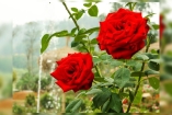 লাল গোলাপে লাল দামের ছোঁয়া