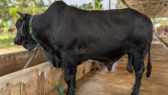 নড়াইলে সাড়া ফেলেছে বিশাল আকৃতির ‘ব্ল্যাক ডায়মন্ড’
