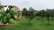 বাজারে উঠেছে হাঁড়িভাঙা আম, কেনাবেচা ২০০ কোটি ছাড়বে