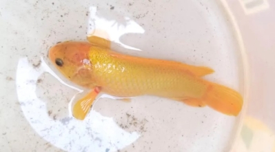 ধরা পড়ল সোনালী রঙের কৈ মাছ, উৎসুক জনতার ভিড়